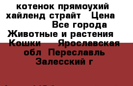 котенок прямоухий  хайленд страйт › Цена ­ 10 000 - Все города Животные и растения » Кошки   . Ярославская обл.,Переславль-Залесский г.